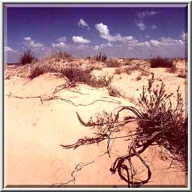 Dunes north from Ashkelon. The Middle East, April 5, 2001