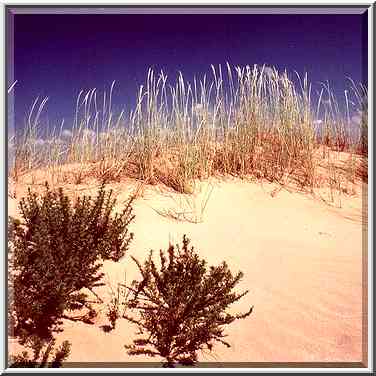 Dunes north from Ashkelon. The Middle East, April 5, 2001