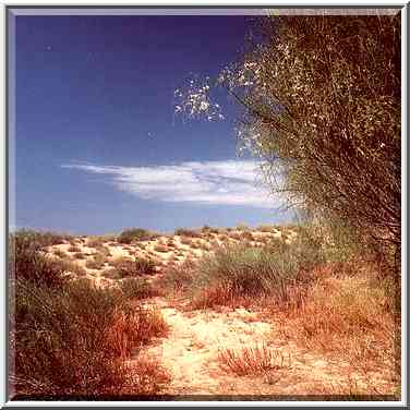 Dunes along a road north from Ashkelon, near Tel Poran. The Middle East, April 5, 2001