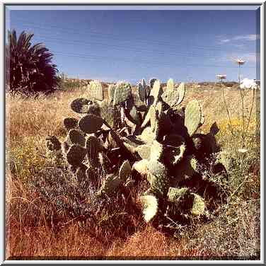 A meadow north from Ashkelon, near Tel Poran. The Middle East, April 5, 2001