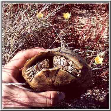 A turtle near a road north from Ashkelon, near Tel Poran. The Middle East, April 5, 2001