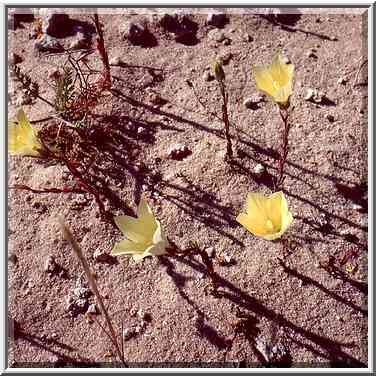 Flowers on a roadside north from Ashkelon. The Middle East, April 5, 2001