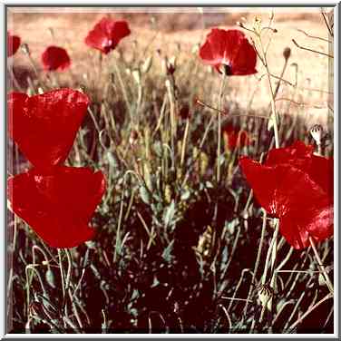 Poppies in dunes in northern Ashkelon. The Middle East, April 5, 2001