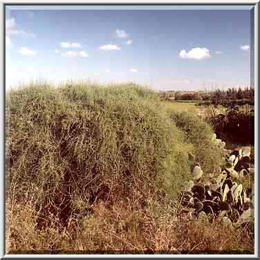 Wasteland in northern Ashkelon. The Middle East, April 5, 2001