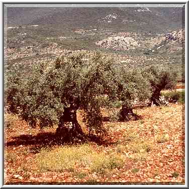 Old olive trees near Rama in Galilee, view from Rd. 85. The Middle East, April 7, 2001