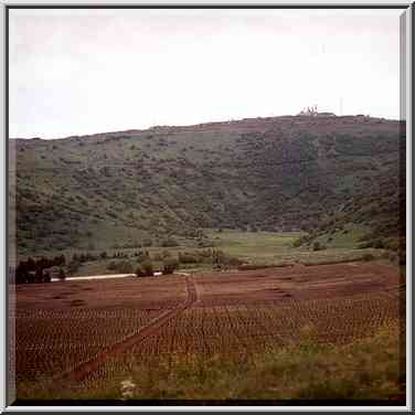 Growing actinidia (?) in an extinct volcano of ...[17 words]... Heights, the Middle East, April 7, 2001