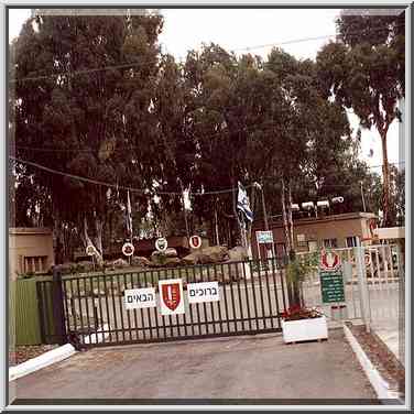 Eucalyptus in Israeli military base. Golan Heights, the Middle East, April 7, 2001