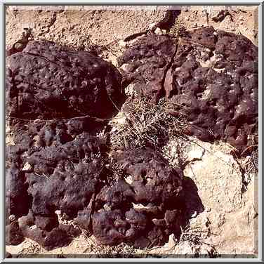 Blackened brain-like stones in limestone in ...[13 words]... river. The Middle East, April 9, 2001