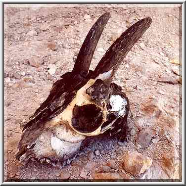 Gnawed scull of a small animal in a cave at Nahal ...[7 words]... Boker. The Middle East, April 9, 2001