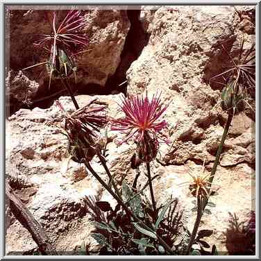 Thorny plants near a small pool of Nahal Darokh ...[6 words]... Boker. The Middle East, April 9, 2001