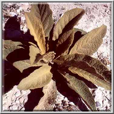 A plant in a riverbed in Zin valley, 3 miles east ...[2 words]... Boker. The Middle East, April 9, 2001