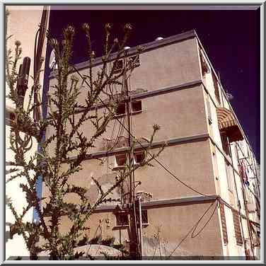 Big thorny plants in Shekhuna Gimmel Quarter near ...[7 words]... the Middle East, April 10, 2001