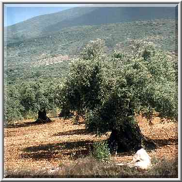 Old olive trees near Karmiel in Upper Galilee, ...[2 words]... Rd. 85. The Middle East, April 19, 2001