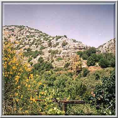 The fruit garden (bustan) watered from a spring ...[5 words]... Safed. The Middle East, April 19, 2001