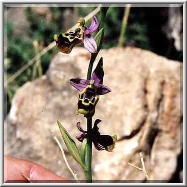 An orchid flower on a trail along Nahal Sekhvee ...[2 words]... Safed. The Middle East, April 19, 2001