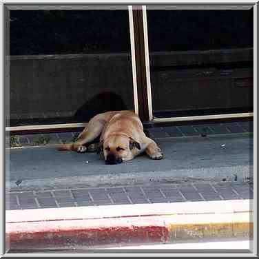 A dog sleeping at the bus stop at Ben Gurion ...[8 words]... the Middle East, April 28, 2001