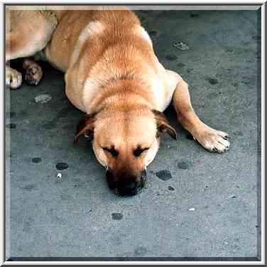 A stray dog sleeping at the bus stop at Ben ...[3 words]... the Middle East, April 28, 2001