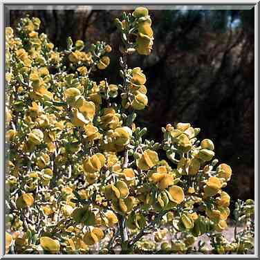 Desert plants near Nahal Nekarot River at ...[10 words]... Ramon. The Middle East, May 3, 2001