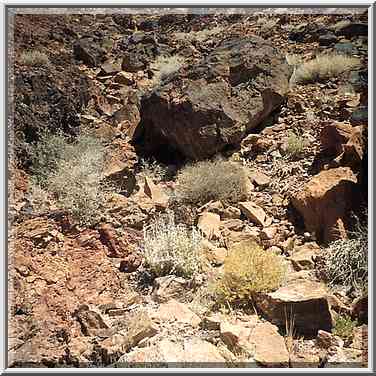 Grass on southern slope of Ramons Tooth, 5 miles ...[3 words]... Ramon. The Middle East, May 3, 2001