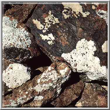 Stones with moss along the trail going to Ramon ...[9 words]... Ramon. The Middle East, May 3, 2001