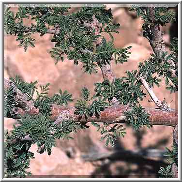 Desert acacia on an old Roman road along Dead Sea ...[4 words]... spring. The Middle East, May 10, 2001