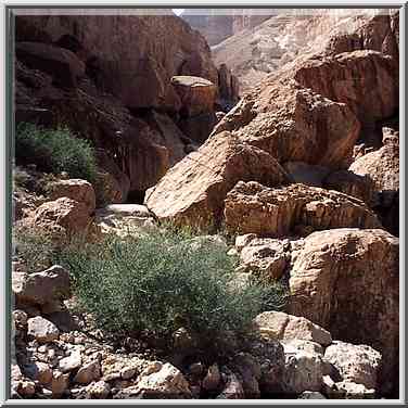 A trail over rocks behind En Namer spring in ...[6 words]... Masada. The Middle East, May 10, 2001