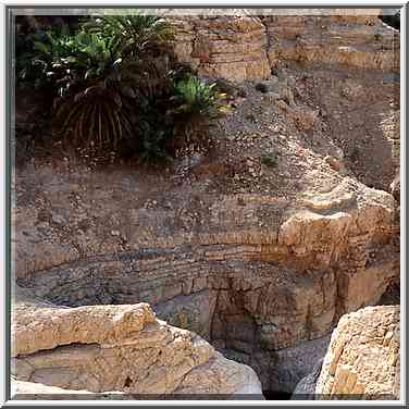 En Aneva spring and pools at Nahal Tseelim with ...[10 words]... Masada. The Middle East, May 10, 2001