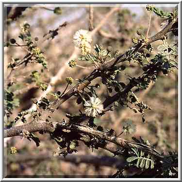 Desert acacia in bloom along the Roman road 1 ...[3 words]... Masada. The Middle East, May 10, 2001