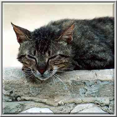 A sleeping cat on a wall at Wingate St. Beer-Sheva, the Middle East, May 30, 2001