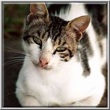 A cat at Haviva Reik St. in Shekhuna Gimel ...[2 words]... the Middle East, June 2, 2001