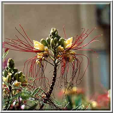 Blooming bushes at Senesh Hanna St. in front of a ...[6 words]... the Middle East, June 2, 2001