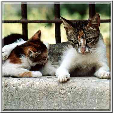 A cat hugging a kitten at Nili St. in Shekhuna ...[3 words]... the Middle East, June 2, 2001