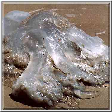 A big jellyfish on Argaman Beach south-east from ...[2 words]... Akko, the Middle East, June 7, 2001