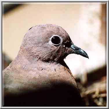 A dove in a window. Beer-Sheva, the Middle East, June 13, 2001