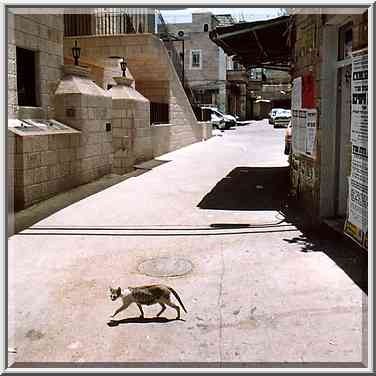 A stray cat in Mea Shearim community. Jerusalem, the Middle East, June 17, 2001