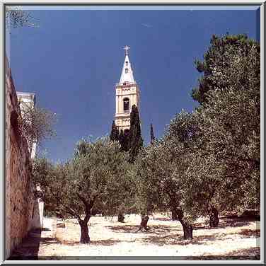 An olive gargen in Tur Malka Russian monastery on ...[4 words]... the Middle East, July 12, 2001