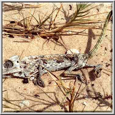 Dryed chameleon in dunes of Nizzanim. The Middle East, July 19, 2001