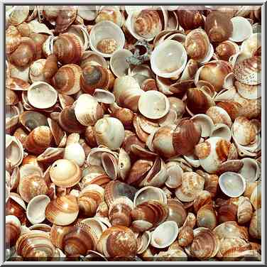 Shells on the beach in Nizzanim. The Middle East, July 19, 2001