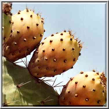 Prickly pears (sabra) cactus on the roadside in Nizzanim. The Middle East, July 19, 2001