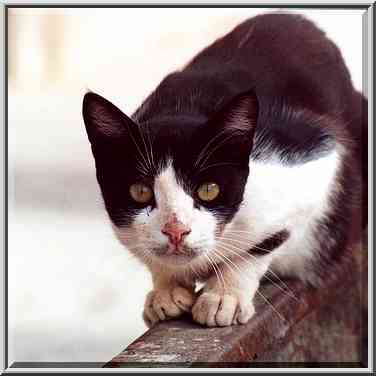 A cat over a dumpster at Nili St. Beer-Sheva, the Middle East, July 19, 2001