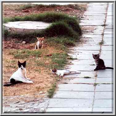 A cat playing with multicolored kittens at Nili ...[2 words]... the Middle East, July 21, 2001