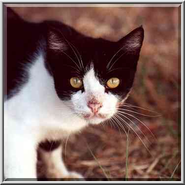 A gazing cat at Nili St. Beer-Sheva, the Middle East, July 24, 2001