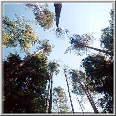 Pines in a forest in Posiolok, 50 miles south from St. Petersburg. Russia, July 28, 2001