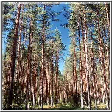 Pine forest in Posiolok, 50 miles south from St. Petersburg. Russia, July 28, 2001