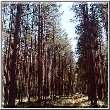 Pine forest in Posiolok, 50 miles south from St. Petersburg. Russia, July 28, 2001