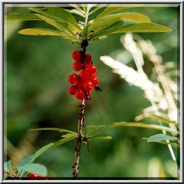 A plant in a forest near Orekhovo, 40 miles north from St. Petersburg. Russia, August 4, 2001