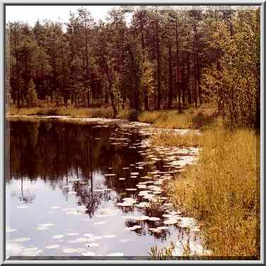 A lake in a marshy forest near Orekhovo, 40 miles ...[2 words]... St. Petersburg. Russia, August 4, 2001