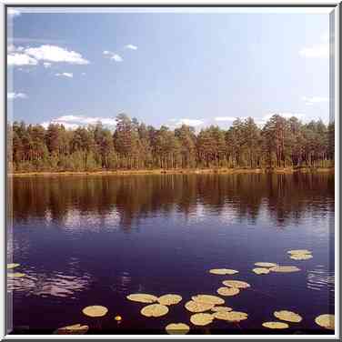 A lake in a marshy forest near Orekhovo, 40 miles ...[2 words]... St. Petersburg. Russia, August 4, 2001