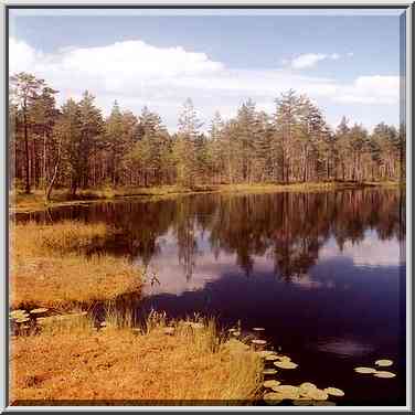 A lake in a marshy forest near Orekhovo, 40 miles ...[2 words]... St. Petersburg. Russia, August 4, 2001