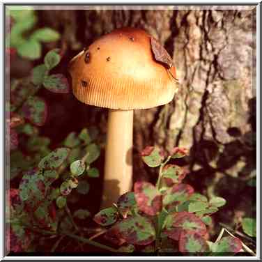 A mushroom in Sosnovka Park. St. Petersburg, Russia, August 7, 2001